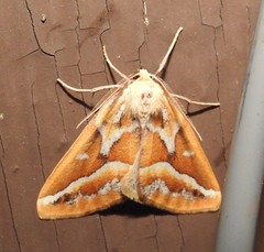 Caripeta angustiorata