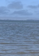 Triakis semifasciata