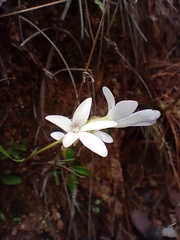 Pinguicula parvifolia
