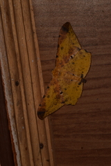 Dalima apicata
