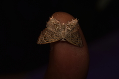 Epiplema reticulata