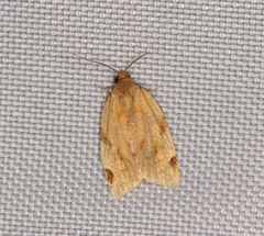 Paramesia gnomana