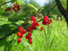 Ribes atropurpureum