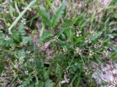 Pimpinella niitakayamensis