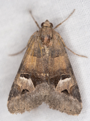 Drasteria perplexa