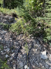 Descurainia sophioides