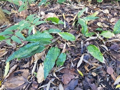 Dracaena phrynioides