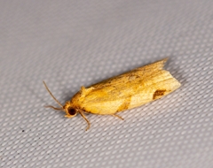 Paramesia gnomana