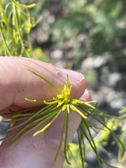 Descurainia sophioides