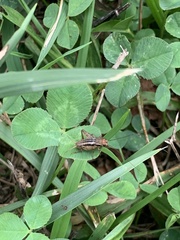 Allonemobius socius