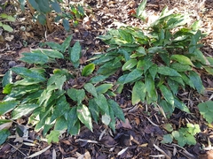 Dracaena phrynioides