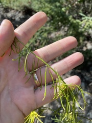 Descurainia sophioides