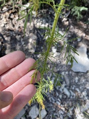 Descurainia sophioides