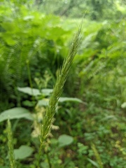 Elymus curvatus