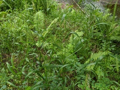 Elymus curvatus