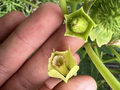 Datura stramonium