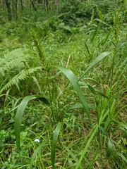 Elymus curvatus