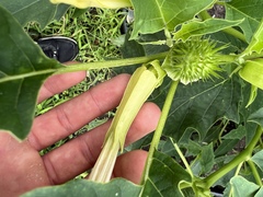 Datura stramonium