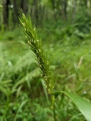 Elymus curvatus