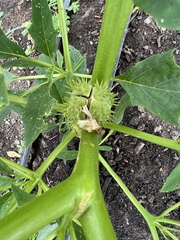 Datura stramonium