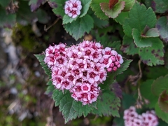 Spiraea morrisonicola