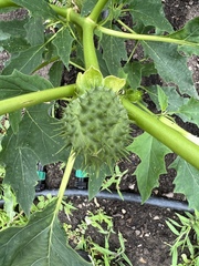 Datura stramonium