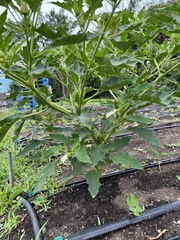 Datura stramonium