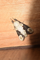 Formofentonia orbifer