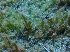 Halophila