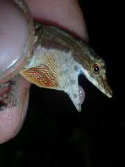 Anolis yoroensis