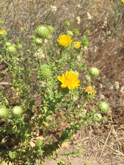 Grindelia camporum