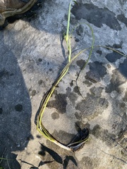 Sparganium hyperboreum