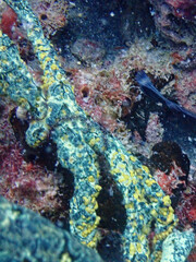 Parazoanthus swiftii
