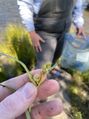 Sparganium hyperboreum