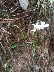 Pinguicula parvifolia