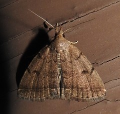 Zanclognatha dentata