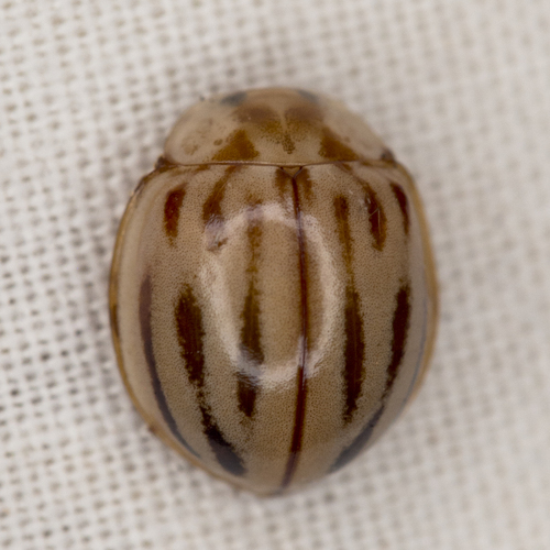 Broken-dashed Lady Beetle photographed in Utah