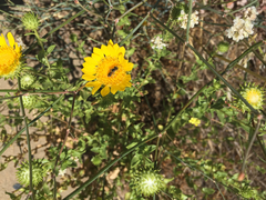 Anthophila