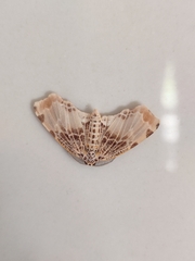 Achrosis pyrrhularia