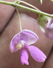 Phaseolus polystachios