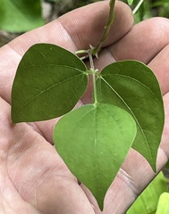 Phaseolus polystachios