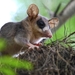Grey Mouse Opossums - Photo (c) Karl Hawkman Drakulfeith, some rights reserved (CC BY-NC), uploaded by Karl Hawkman Drakulfeith