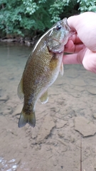 Micropterus punctulatus