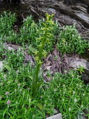 Platanthera mandarinorum