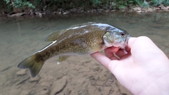 Micropterus punctulatus