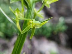 Platanthera mandarinorum