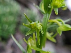 Platanthera mandarinorum