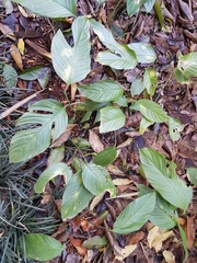 Rhaphidophora