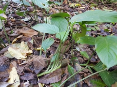 Rhaphidophora