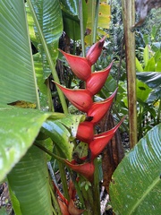 Heliconia stricta